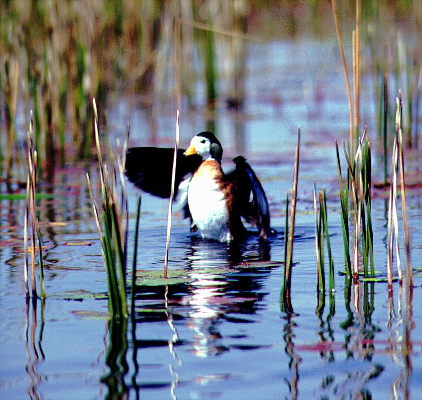 Egyptian Pygmy Goose